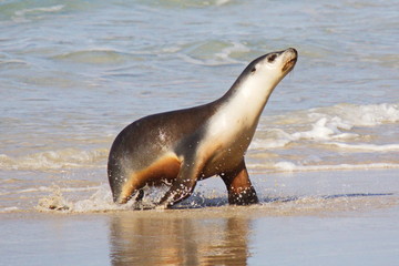 Robben in Seal Bay auf Kangaroo Island in Australien