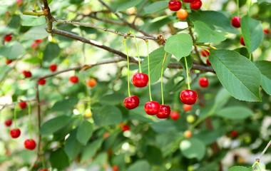 Branches with cherry berries in garden on sunny day