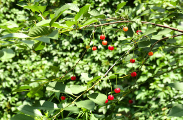 Branches with cherry berries in garden on sunny day