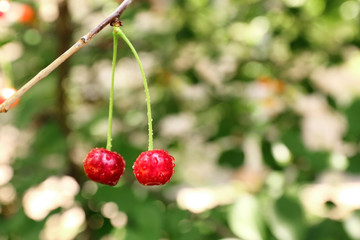 Branch with cherry berries in garden on sunny day