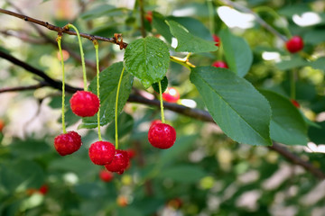 Branch with cherry berries in garden on sunny day