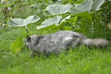 wundersch&ouml;ne Katze in einem Garten