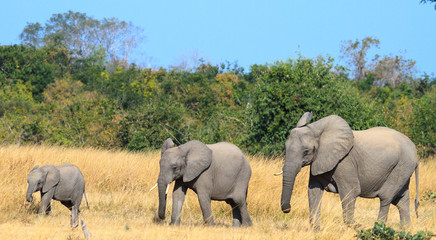 Obraz premium Elephant family on the open dry african plains in Hwange, Zimbabwe