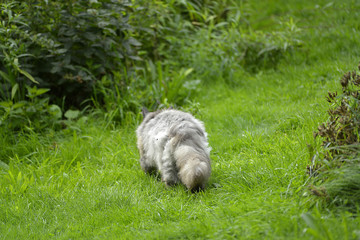 wunderschöne Katze in einem Garten