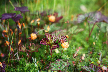 Cloudberry grow on a swamp. Karelia. Russia