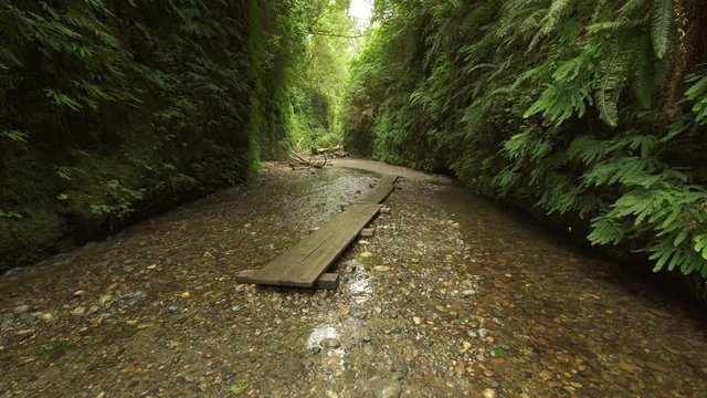 Redwood National Park Fern Canyon California USA Tilt Up