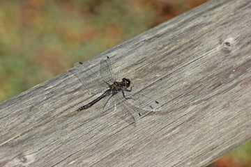 Männliche Schwarze Heidelibelle (Sympetrum danae) 
