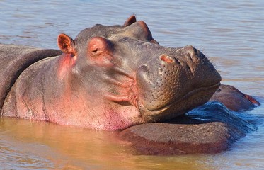 Hippopotamus wallowing with it's head resting on another hippo