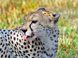 Side Profile of a cheetah with it's tongue out