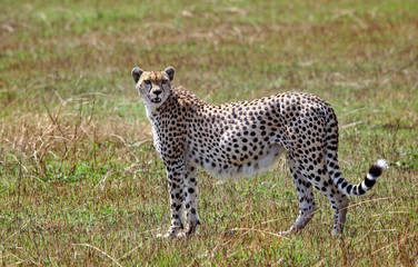 Pregnant female cheetah on the plains of the masai mara