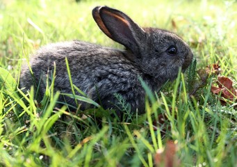 rabbit