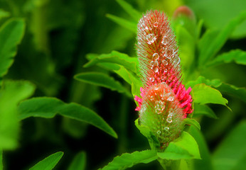 Vibrant Pink Feathery flower covered in morning dew