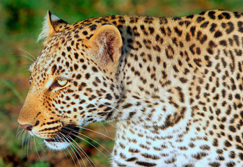 Fototapeta na wymiar Close up of an African Leopard head while walking past, masai mara, kenya