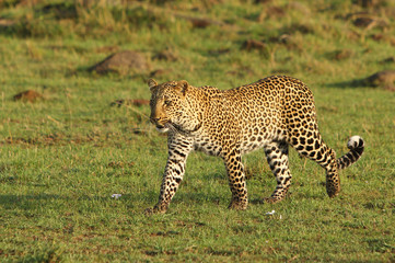 Full frame of an african leopard strolling across the african plains in masai mara, key