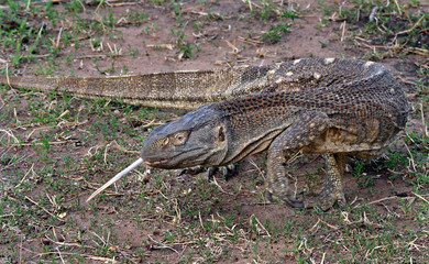 Monitor Lizard in South Luangwa National Park