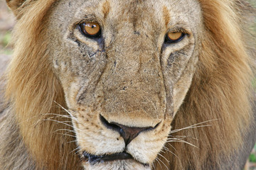 Full Frame of a Lion Head and Face