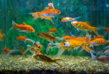 Fototapeta na wymiar fish aquatic ornament tank relaxation