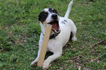 Jack russel se faisant les dents sur un morceau de bois