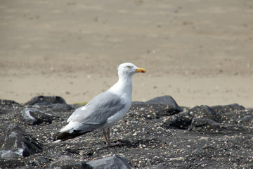 Obraz premium Seagull on the Brouwersdam, the seventh structure of the Delta Works.