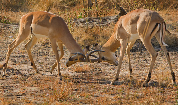 Two Impala Rutting on the African Savannah