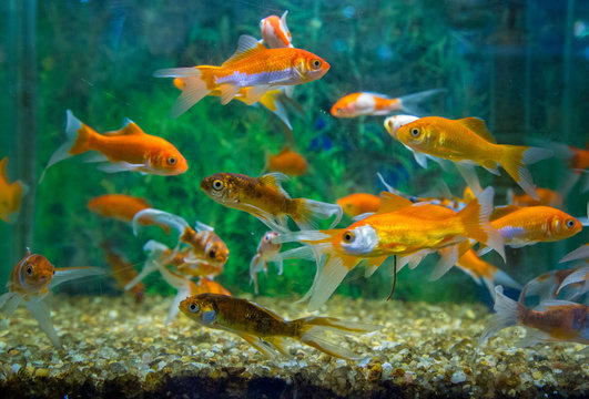 Ornamental Fish Images – Browse 45,578 Stock Photos, Vectors, and Video | Adobe Stock