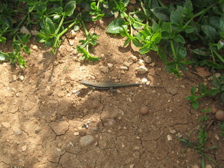 Lizard on ground