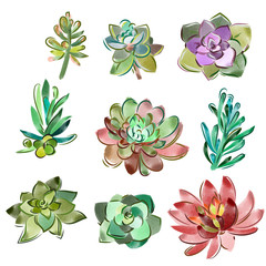 Vector set of floral elements in a watercolor style. Succulents painted in watercolor.