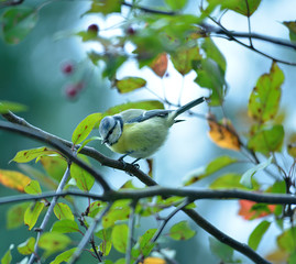 Blaumeise sitzt in einem Baum