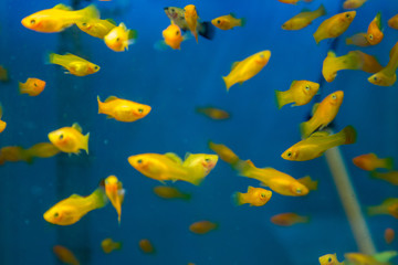 Naklejka na ściany i meble fish aquatic ornament tank relaxation