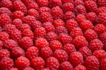 Raspberry organic background. Fresh raspberries from village garden. Ecological berries for desserts, cakes, smoothie or jam.