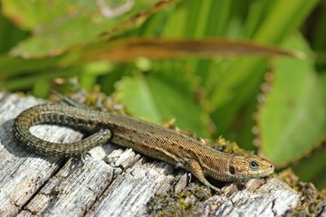 Junge Waldeidechse (Zootoca vivipara) auf Holzbohlenweg 
