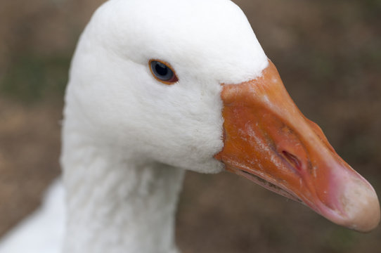Goose close-up