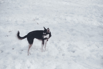 Black and White Alaskan Klee Kai Standing in Snow