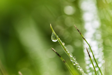 Tautropfen auf frischem Gras