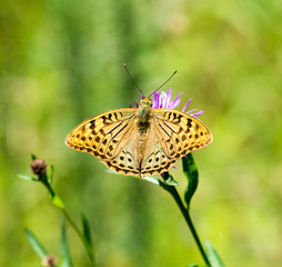 Cardinal (Argynnis pandora) male. Galicia, Spain