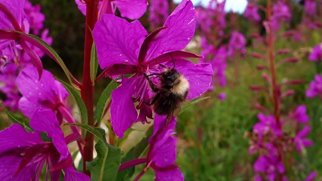 Feeding bumblebee on mountain bloom