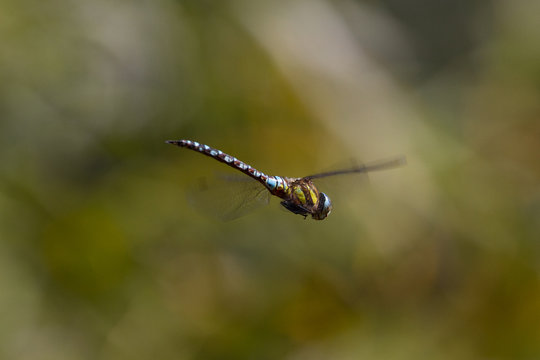 Migrant Hawker (Aeshna Mixta) Dragonfly in flight