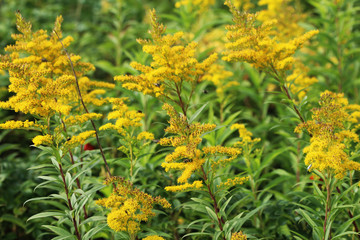 tall goldenrod (Solidago gigantea)