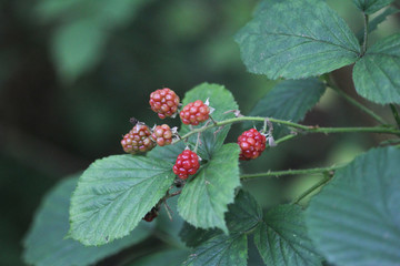 Blackberry (Rubus fruticosus)