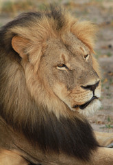 Fototapeta na wymiar Full Frame of Cecil the Lion full frame head shot