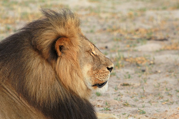 Side Profile of Cecil the Lion the icon lion of Hwange, Zimbabwe