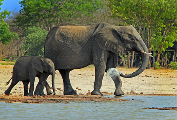 Mother and baby elephant next to a waterhole, with mum spraying water, makololo, zimbabwe