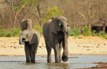 Two Elephants standing at a waterhole in Makololo, Zimbabwe