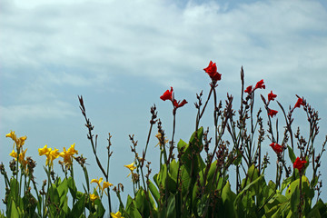 Campanas amarillas y rojas