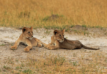 Two Lion Cubs resting on the dry Plains in Hwange, Zimbabwe