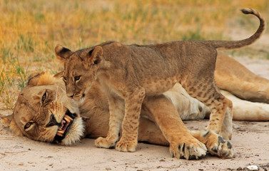 Lioness losing patience with her cub and snarling with teeth showing