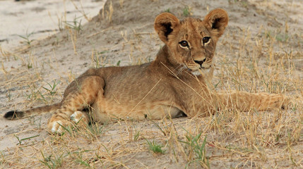 An isolated Adorable Lion Cub resting on the plains in Hwange, Zimbabwe