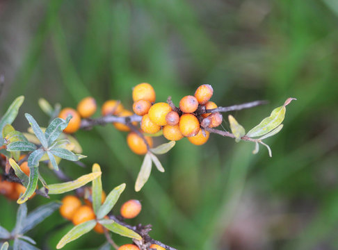 Common Sea Buckthorn (Hippophae Rhamnoides)