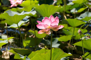 Lotus flower on the lake in a flood plain of the Volga River