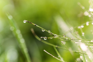 Tautropfen auf frischem Gras